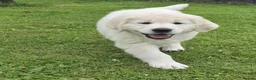 Golden Retriever dogs for sale: Chunky health tested Golden Retriever puppies - Advert 3