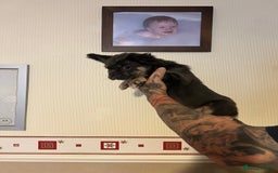 French Bulldog dogs for sale: French bulldog pups reduced what’s left now  - Image 6