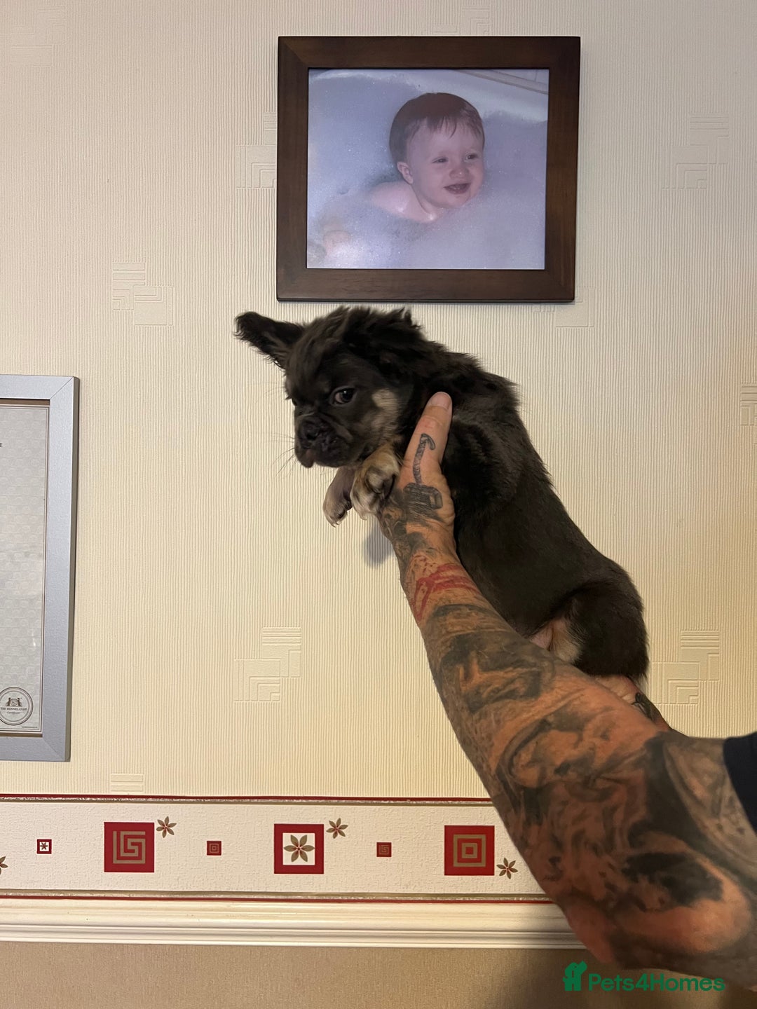 French Bulldog dogs for sale: French bulldog pups reduced what’s left now  - Image 6
