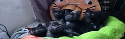 Scottish Fold cats for stud: We have 5 adorable kittens for sale  in Darlington - Advert 10