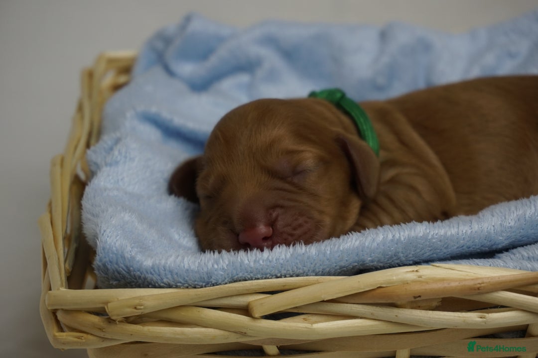 Mixed Breed dogs for sale: Golden Cocker Spaniel  - Image 12