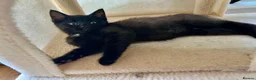Mixed Breed cats for sale: Mixedbreed black kittens - Advert 7