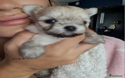 Mixed Breed dogs for sale: Stunning Designer Puppys - maltese x chihuahua  - Image 4