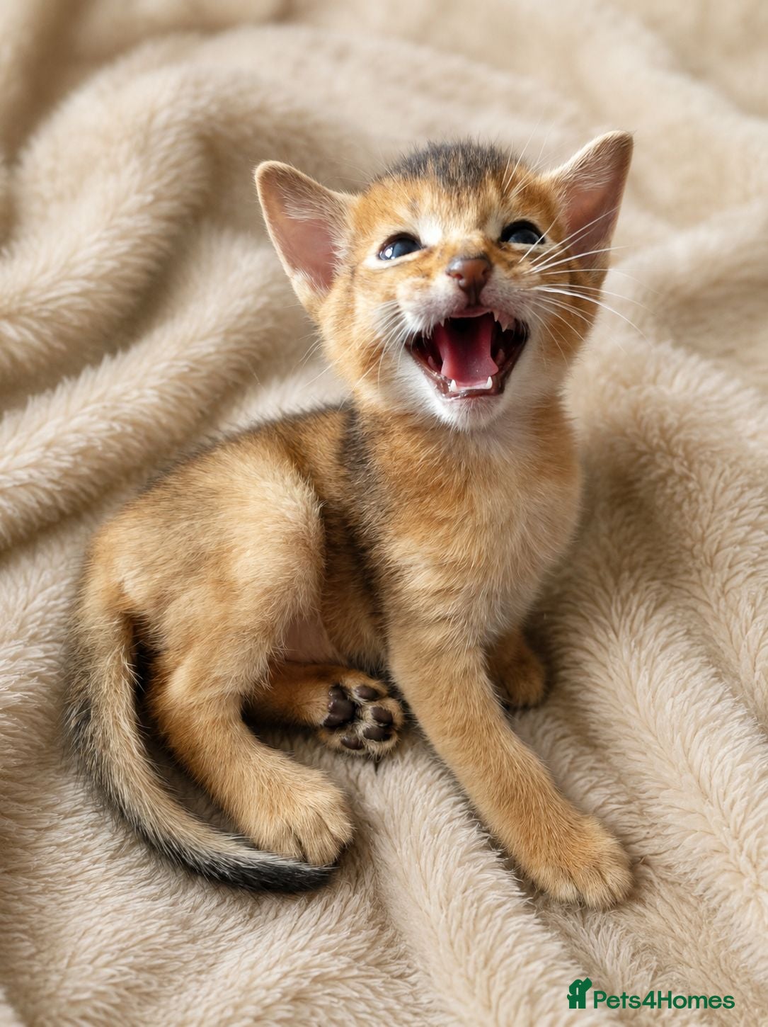Abyssinian cats Abyssinian Kittens HCM Clear | Champion Bloodlines - Advert 1