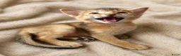 Abyssinian cats for sale: Abyssinian Kittens HCM Clear | Champion Bloodlines - Advert 7