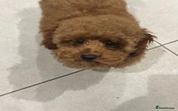 Miniature Poodle dogs for sale: lovely miniature poodle puppies - Image 24