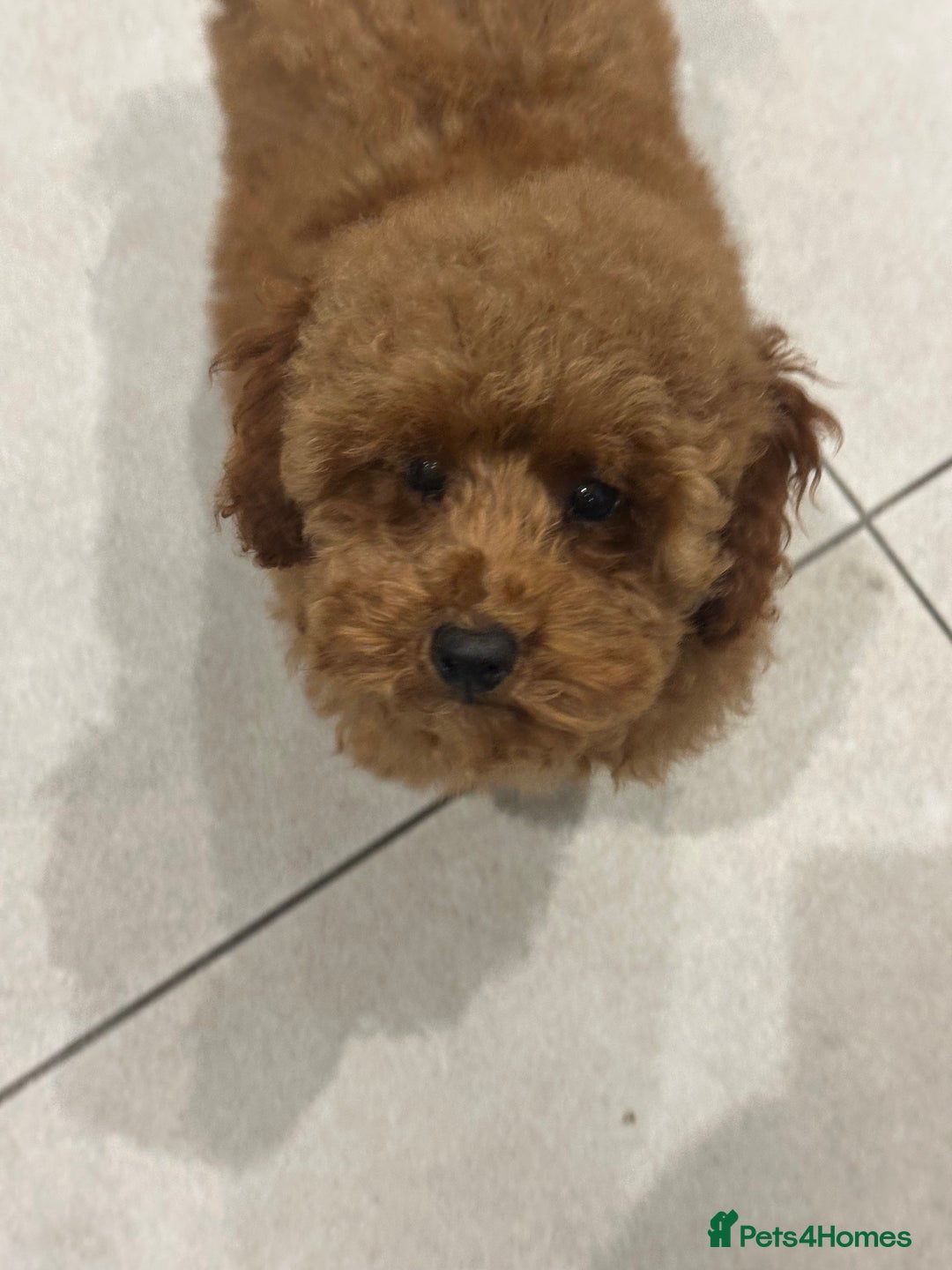 Miniature Poodle dogs for sale: lovely miniature poodle puppies - Image 24