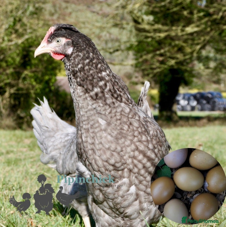 Chickens poultry Marsbar/Olive Egger Hatching Eggs - Advert 2
