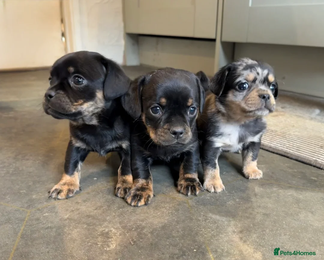 Mixed Breed dogs for sale: Pug x dachshund in Dereham - Advert 1
