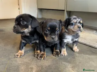 Mixed Breed dogs Pug x dachshund in Dereham - Advert 5