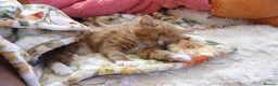 British Longhair cats for sale: Medium haired ginger kittens - Advert 2