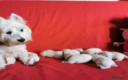 West Highland Terrier dogs for sale: ❤️Adorable Westies for loving homes ❤️ - Image 1