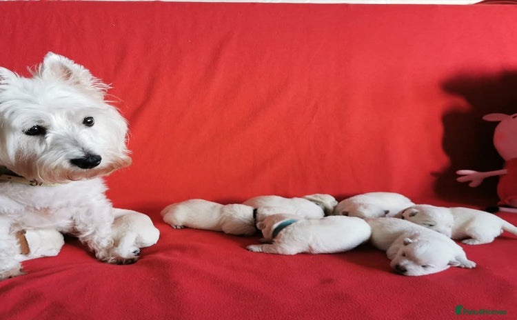 West Highland Terrier dogs - Advert 1