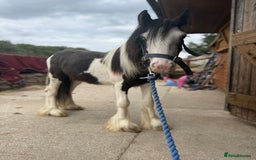 Irish Cob horses for sale: beautiful bingo 😍 - Image 17