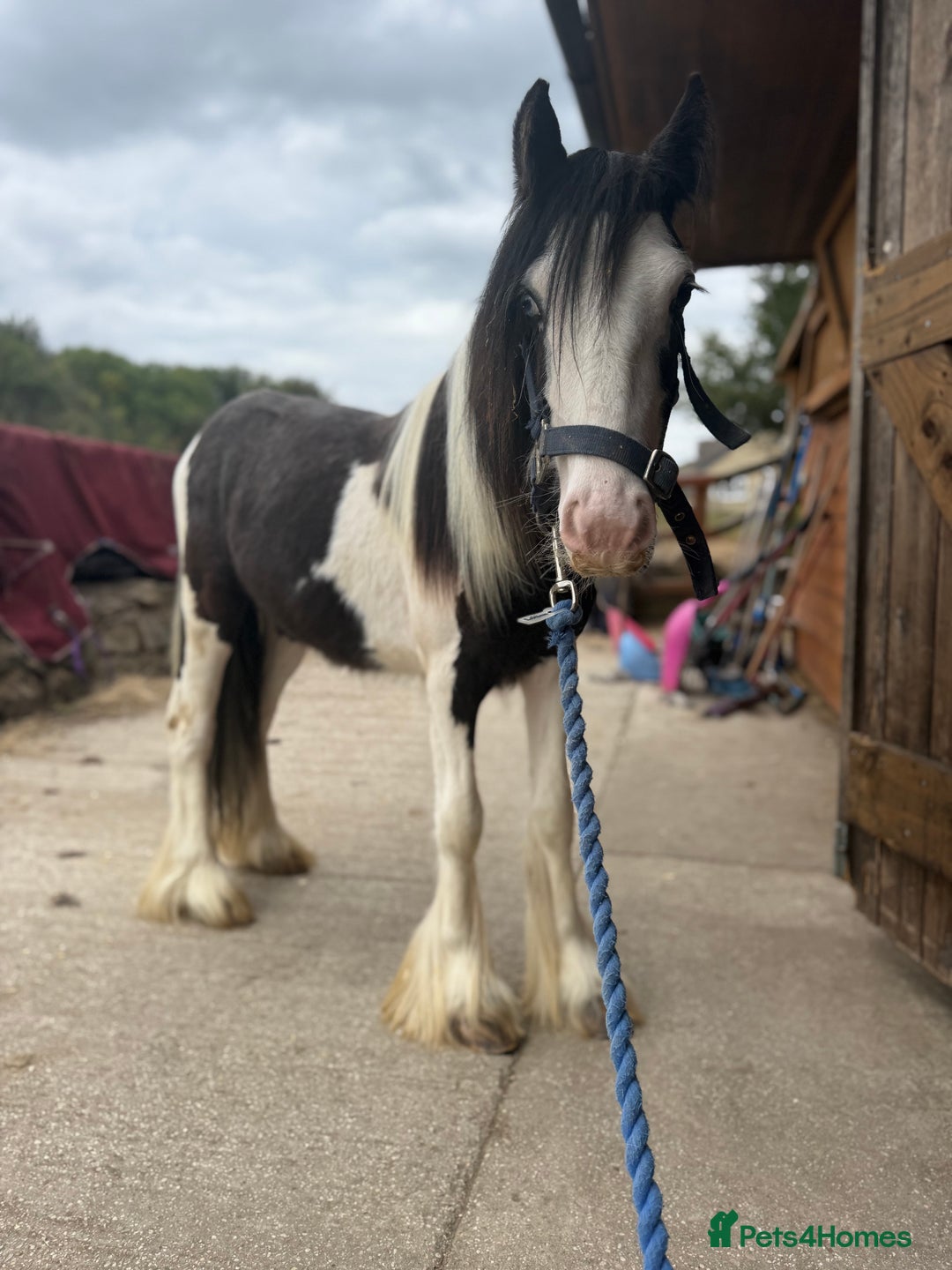 Irish Cob horses for sale: beautiful bingo 😍 - Image 17