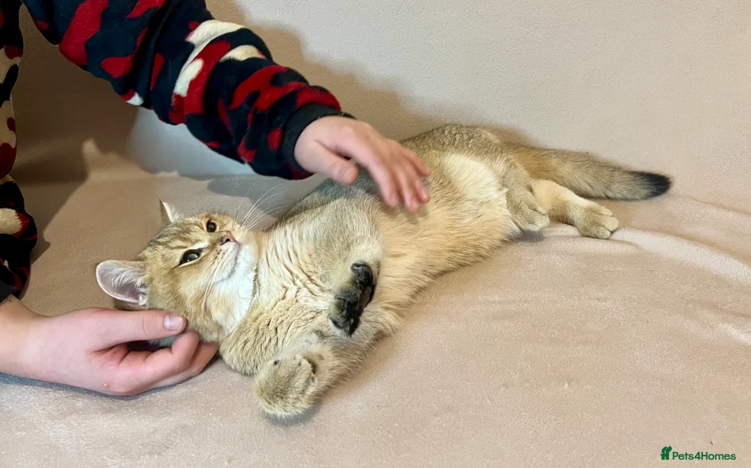 British Shorthair cats for sale: 🐾 Purebred BSH Golden kitten 🐾  - Advert 19