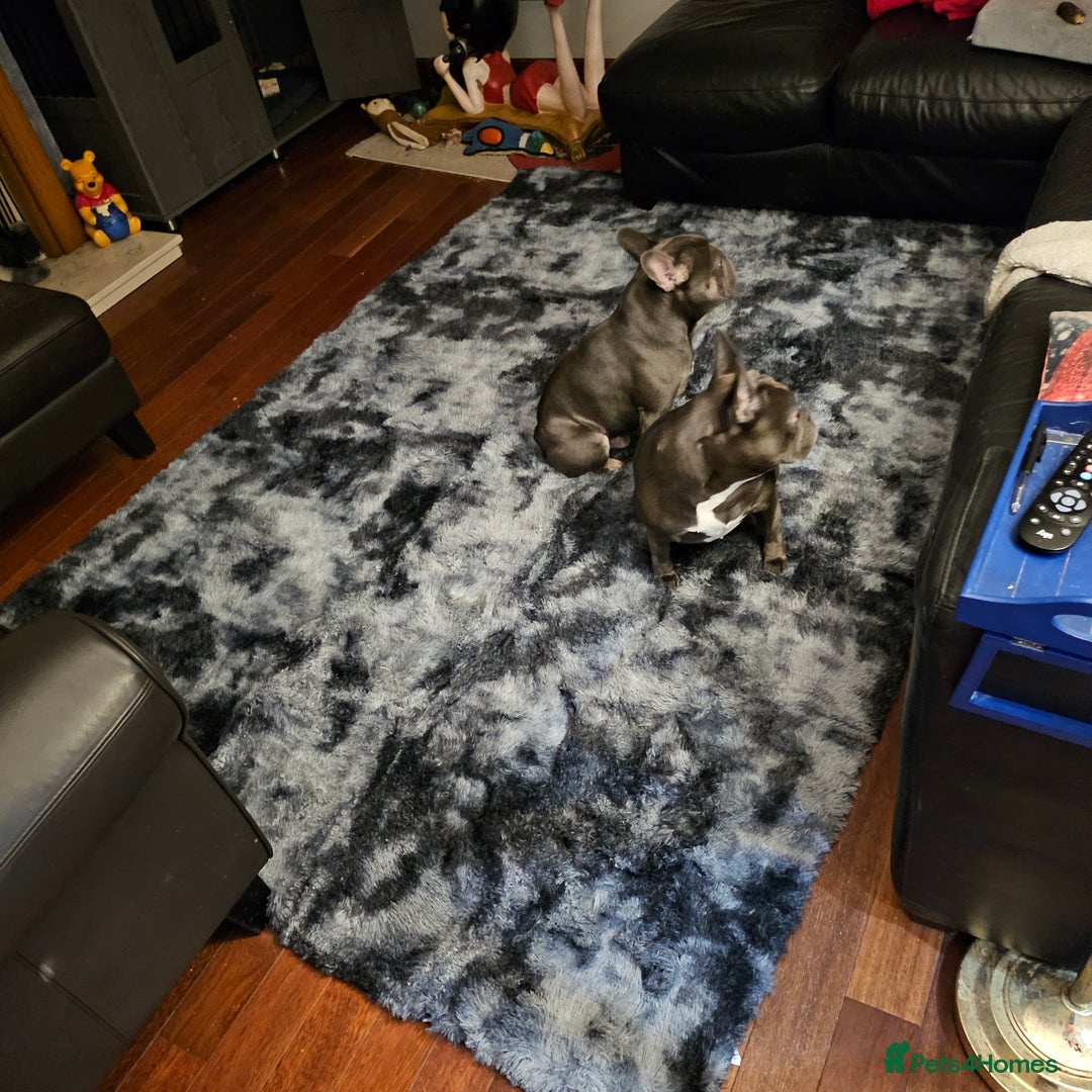 French Bulldog dogs for sale: 3 year old frenchie - Advert 3