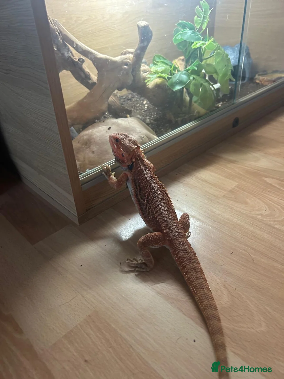 Bearded Dragon reptiles for sale: Stunning red bearded dragon with enclosure - Advert 1