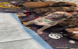 Greyhound dogs for sale: 10 weeks old greyhound boy - Image 10