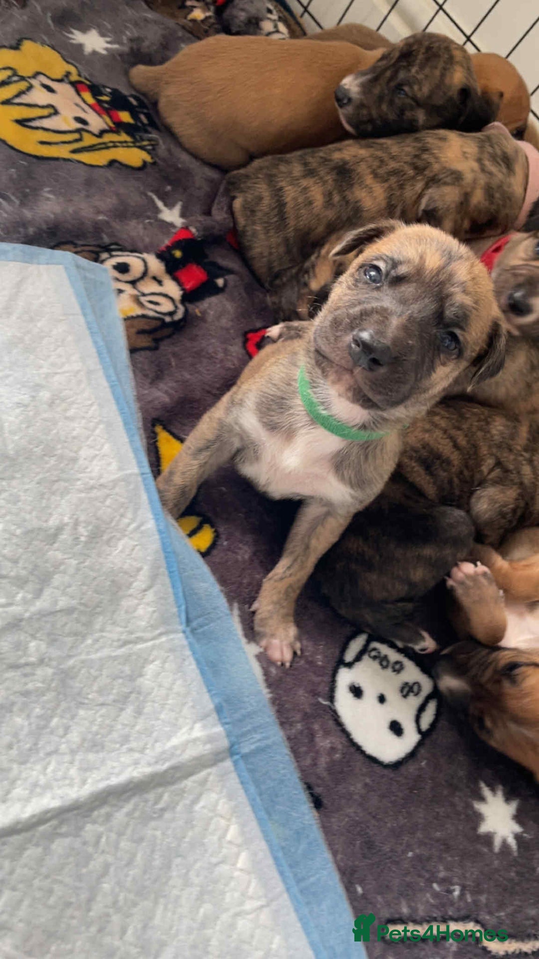 Greyhound dogs for sale: 10 weeks old greyhound boy - Image 10