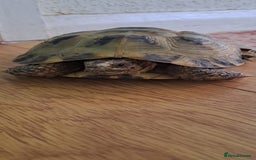 Tortoise reptiles for sale: Horsefield Tortoise  - Image 1