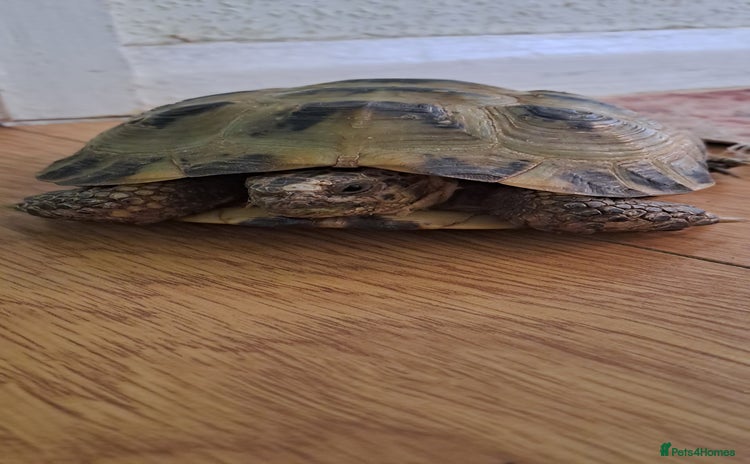 Tortoise reptiles - Advert 1