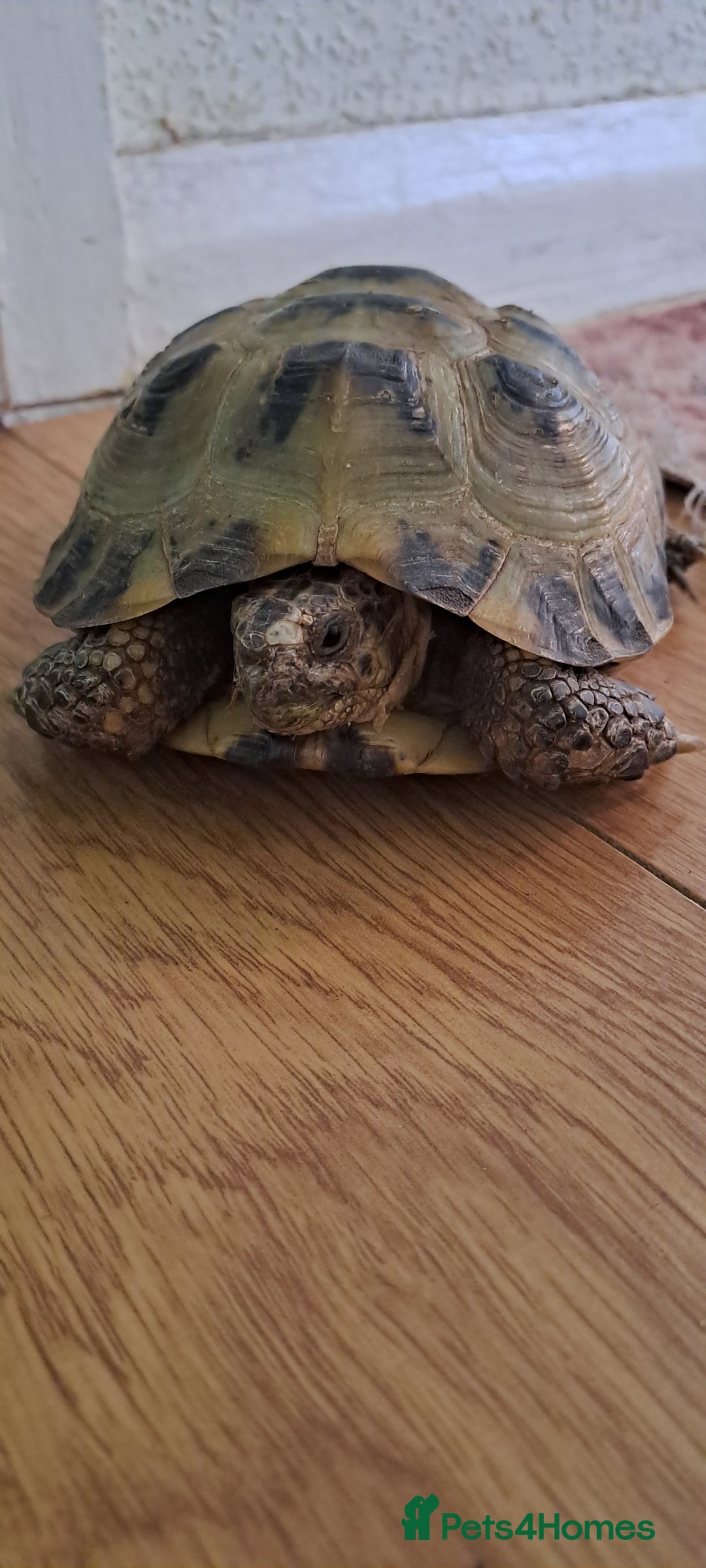 Tortoise reptiles for sale: Horsefield Tortoise  - Image 1