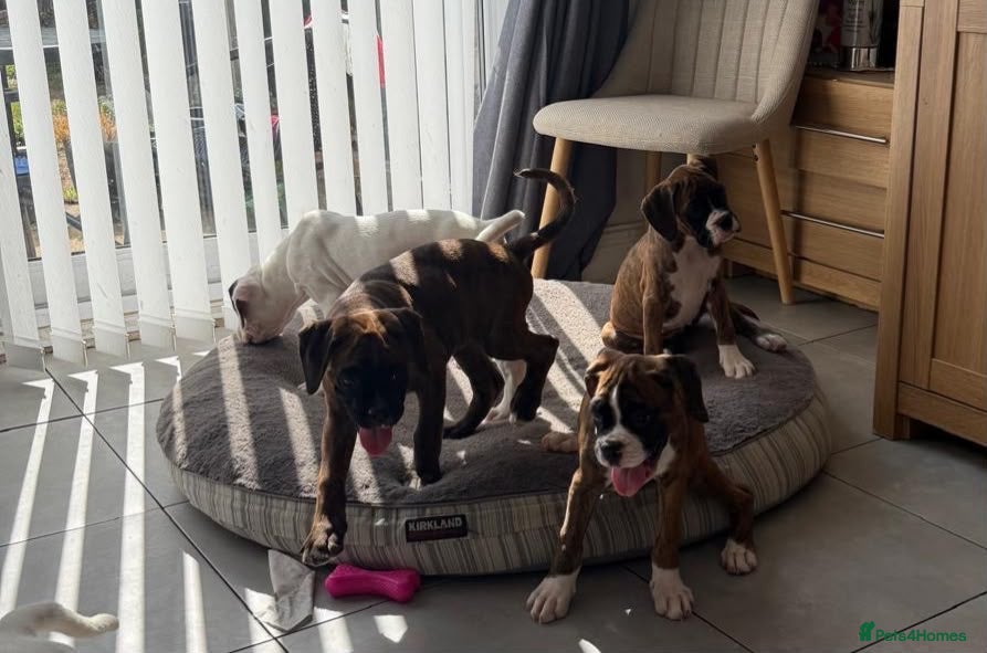 Boxer dogs boxer puppies for sale ***READY TO LEAVE NOW*** - Advert 10