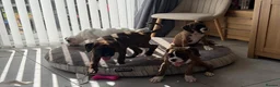 Boxer dogs for sale: boxer puppies for sale ***READY TO LEAVE NOW*** - Advert 1