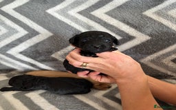 Cockapoo dogs for sale: Cockapoo puppys - Image 13