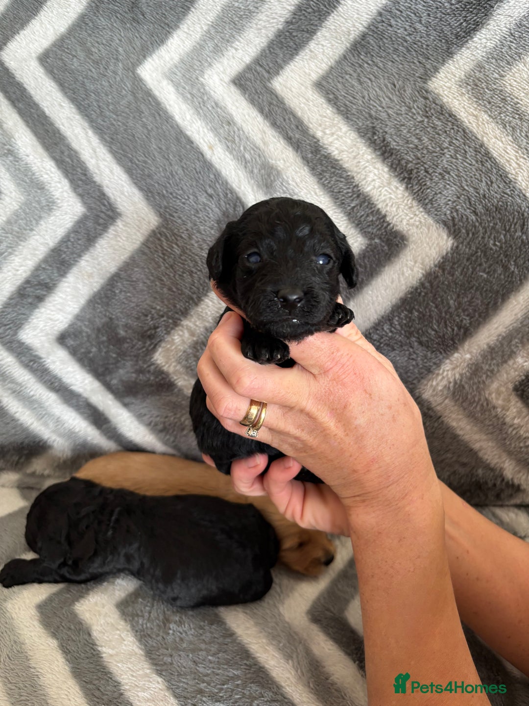 Cockapoo dogs for sale: Cockapoo puppys - Image 13