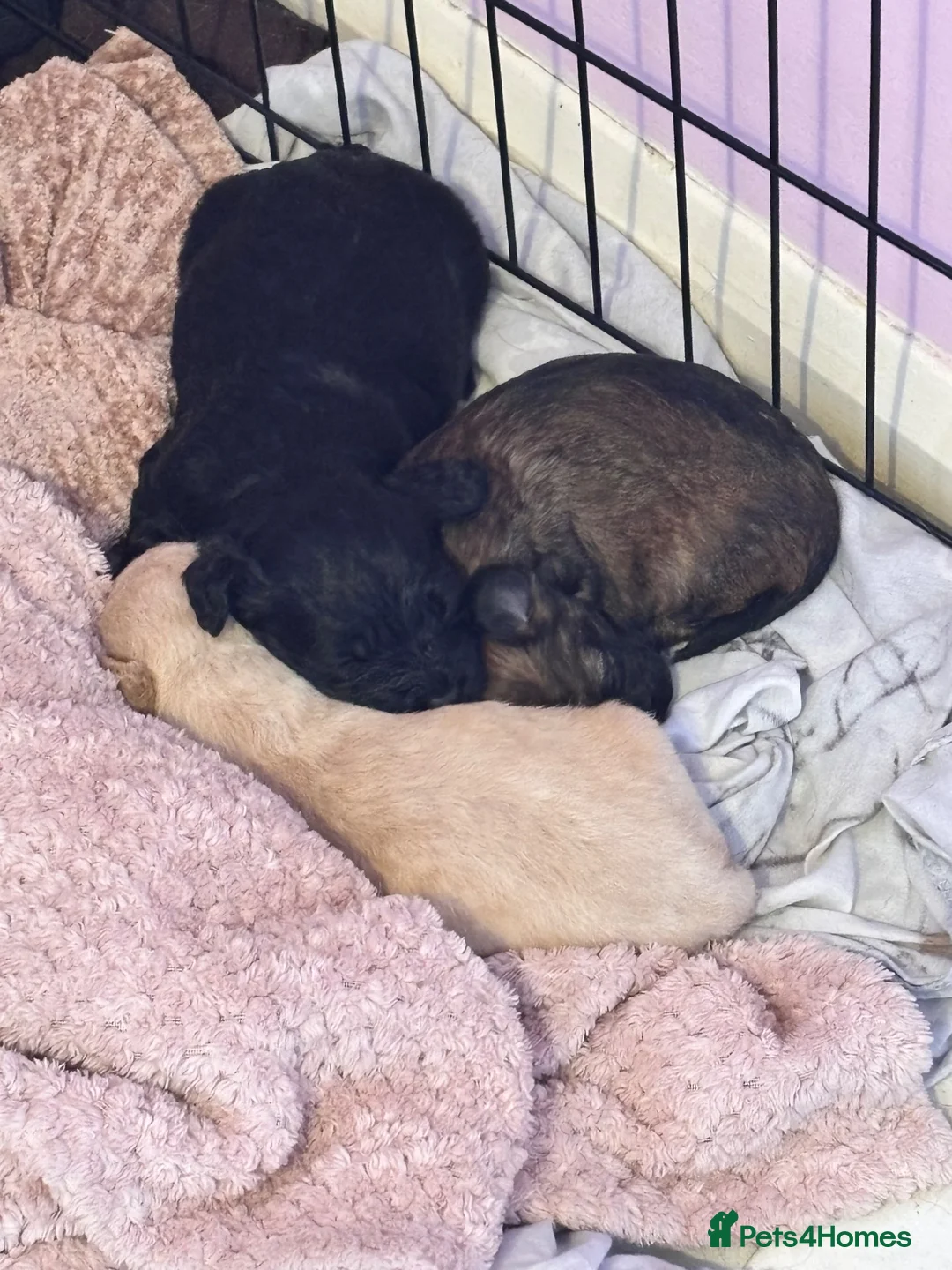 Jackapoo dogs for sale: Jackapoo puppy 1 boy & 2 girls  in Northampton - Advert 11
