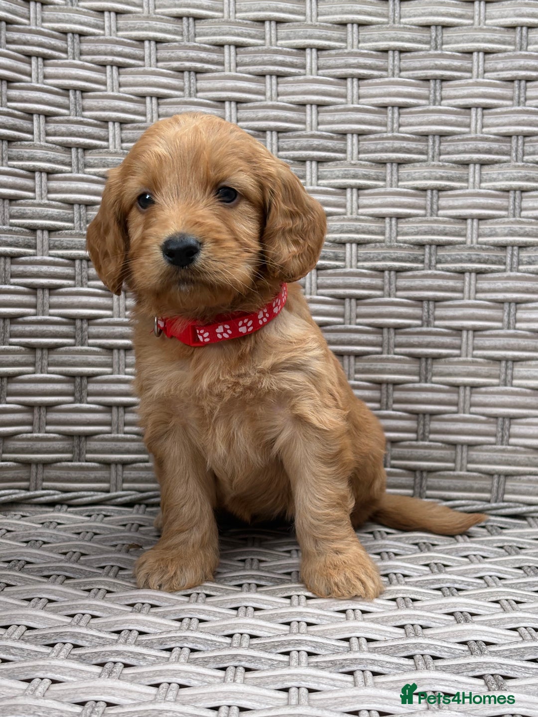 Cockapoo dogs for sale: 😍😍 F1 cockapoo puppies 😍😍 - Image 14