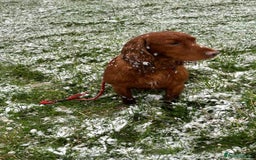Mixed Breed dogs for sale: Gorgeous litter of 8 x F1 Sprocker Spaniels - Image 11