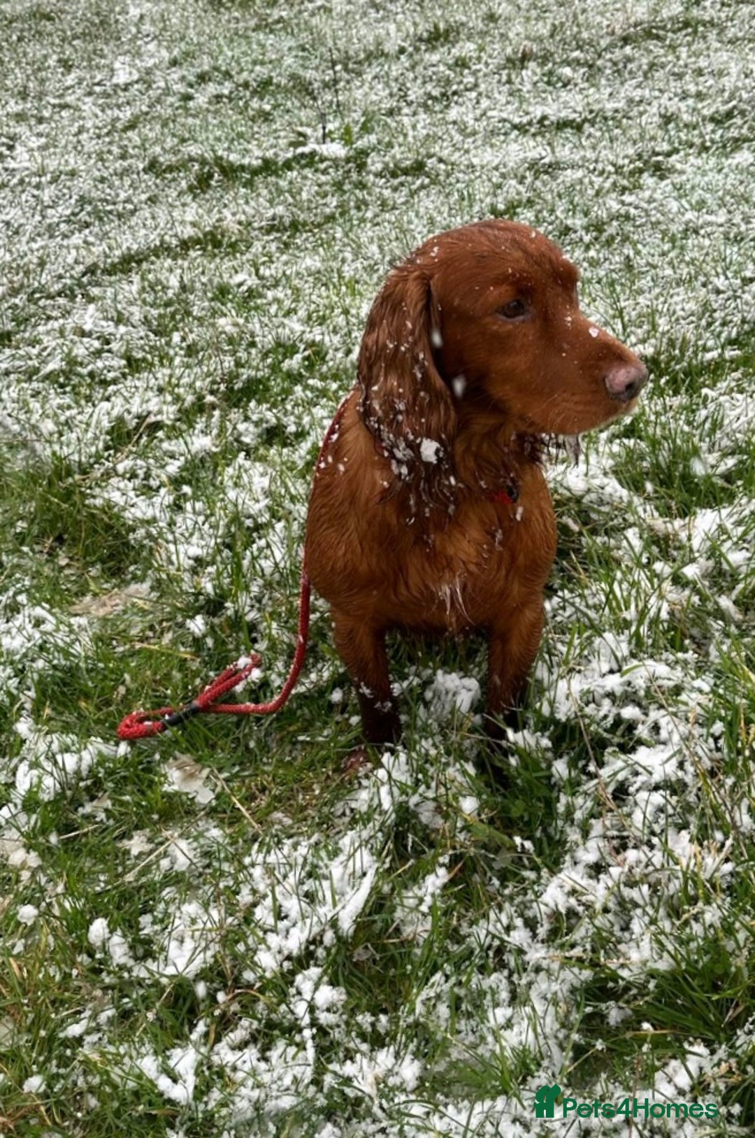 Mixed Breed dogs for sale: Gorgeous litter of 8 x F1 Sprocker Spaniels - Image 11