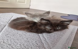 Mixed Breed cats for sale: 4 adorable kittens,4 beautiful,looking lovely home - Image 5