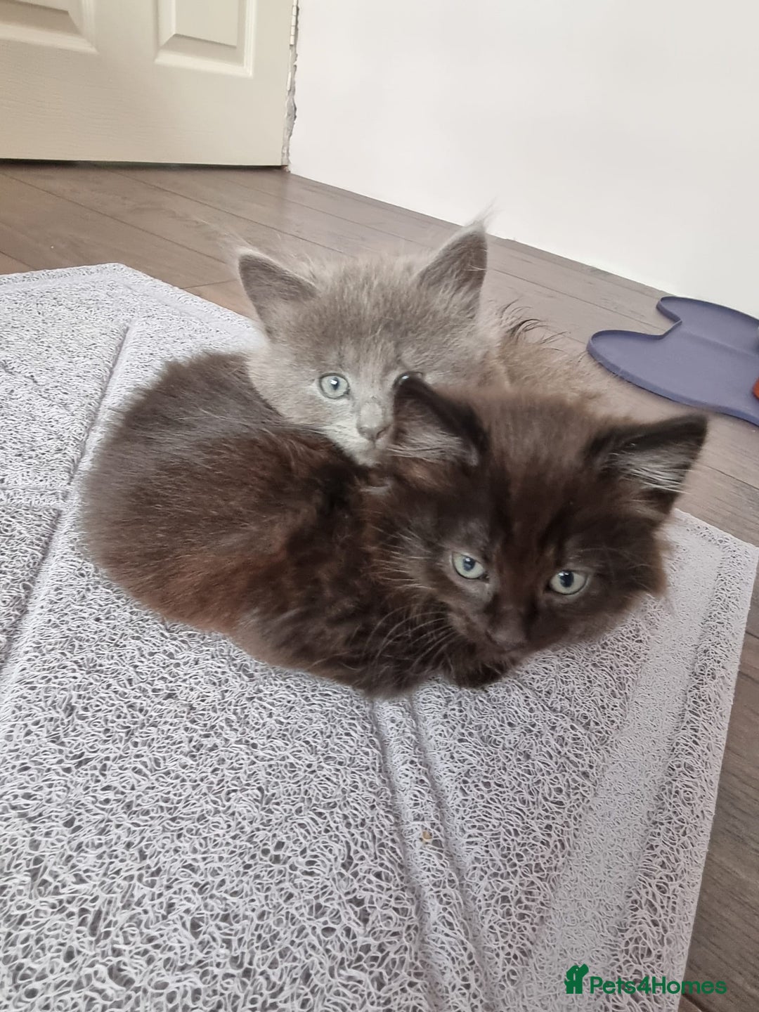 Mixed Breed cats for sale: 4 adorable kittens,4 beautiful,looking lovely home - Image 5