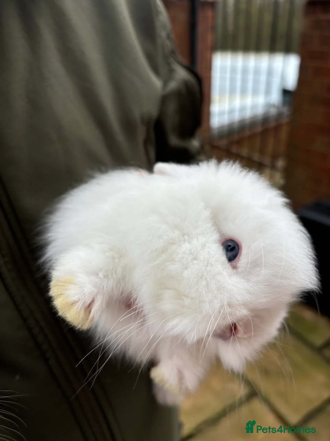 Lionhead rabbits for sale: Beautiful Lions head rabbits - Advert 1