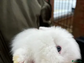 Lionhead rabbits Beautiful Lions head rabbits - Advert 3