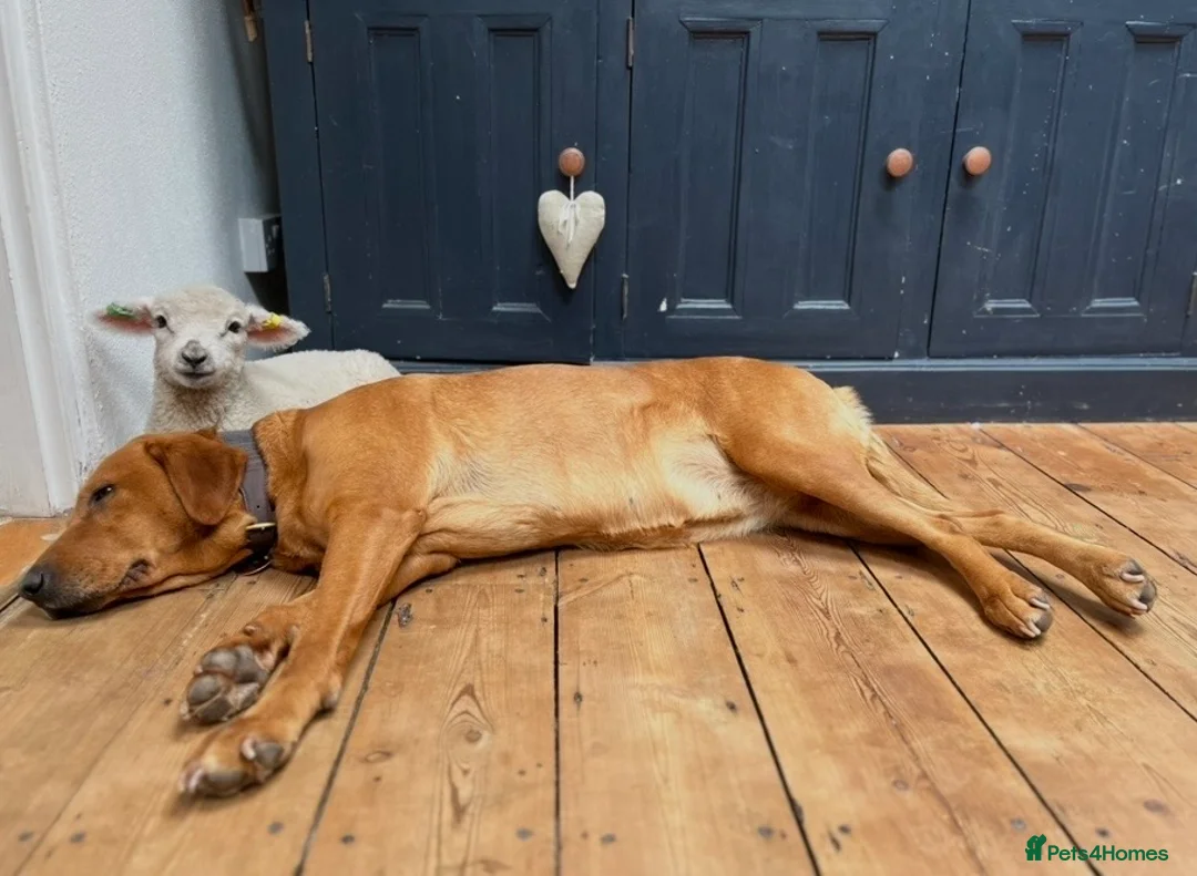 Labrador Retriever dogs for sale:  Fox red Labrador pups for sale, KC registered - Advert 5