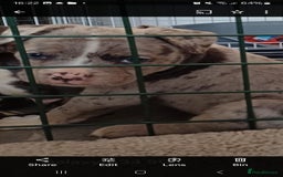 Mixed Breed dogs for sale: Staffy x fluffy french  - Image 4