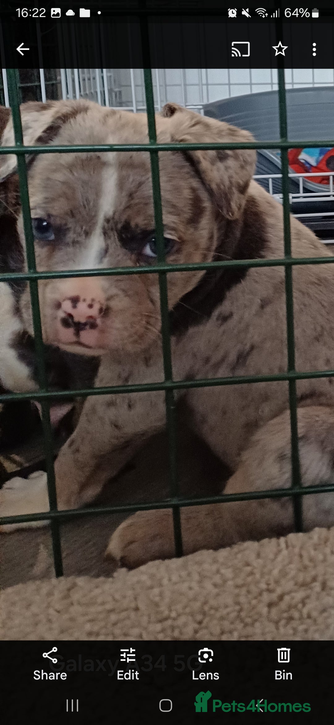 Mixed Breed dogs for sale: Staffy x fluffy french  - Image 4