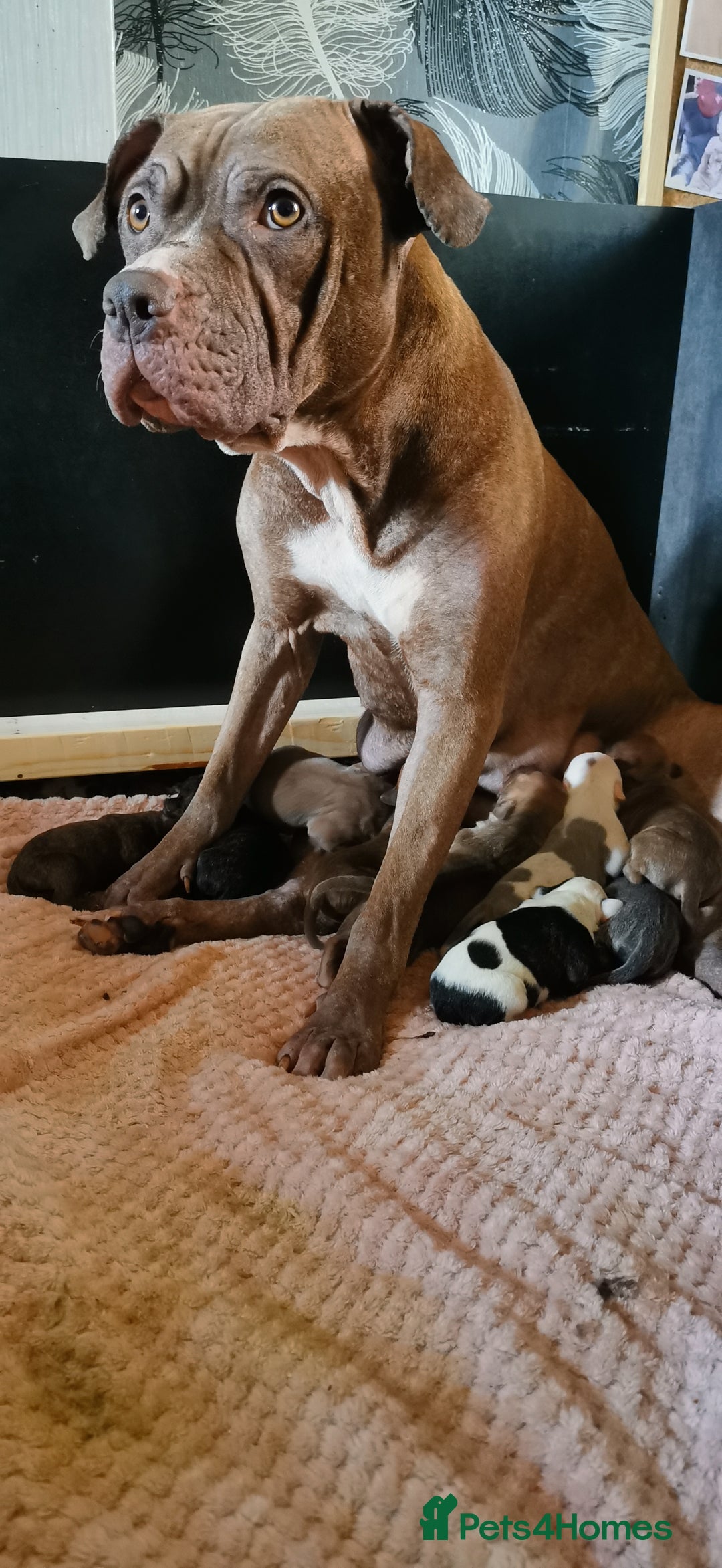 Mixed Breed dogs for sale: 7 Adorable Bull Terrier Cross Puppies - Advert 1