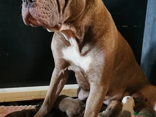 Mixed Breed dogs 7 Adorable Bull Terrier Cross Puppies - Advert 17