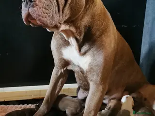 Mixed Breed dogs 7 Adorable Bull Terrier Cross Puppies - Advert 14