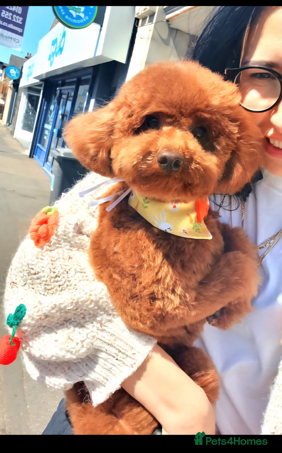 Toy Poodle dogs for stud: Toy Puddle  - Image 1