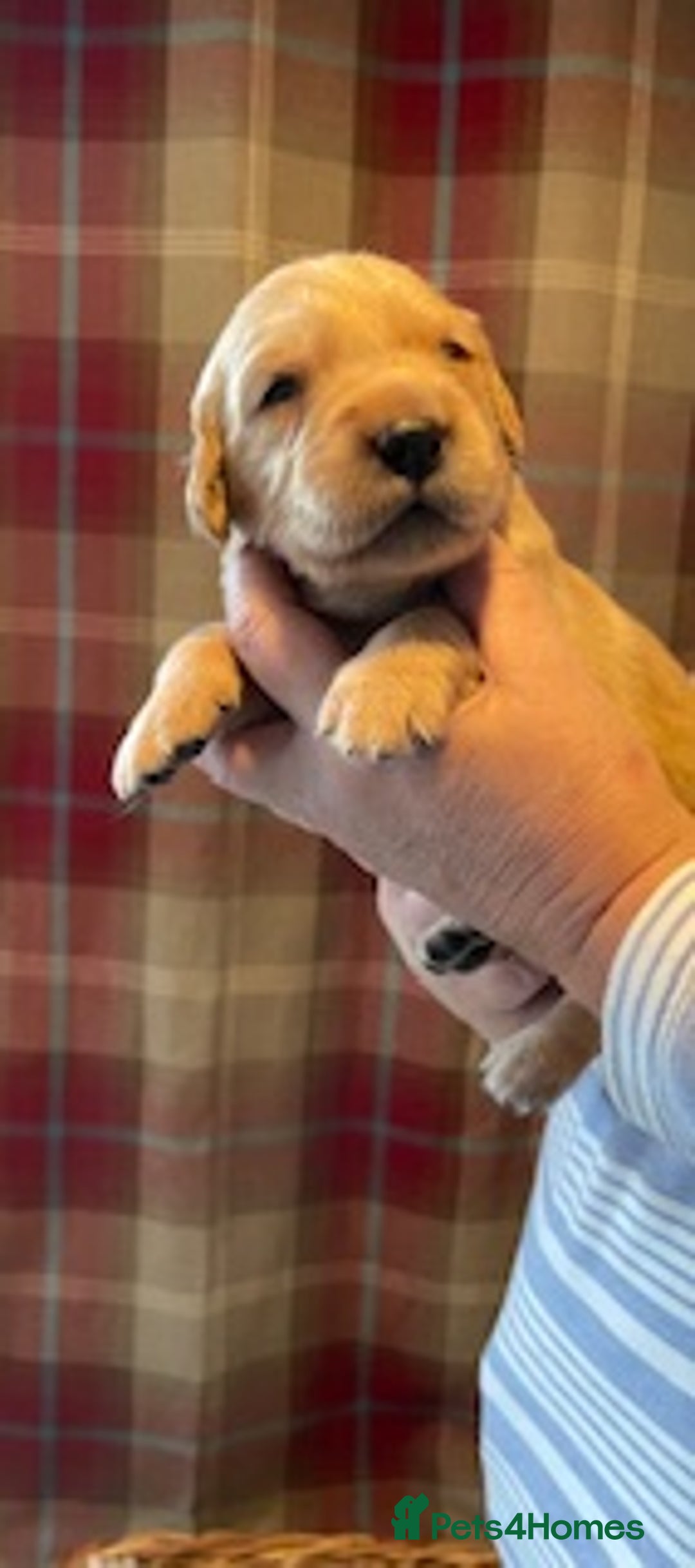 Golden Retriever dogs for sale: Beautiful Litter of Golden Retriever Puppies  - Advert 8