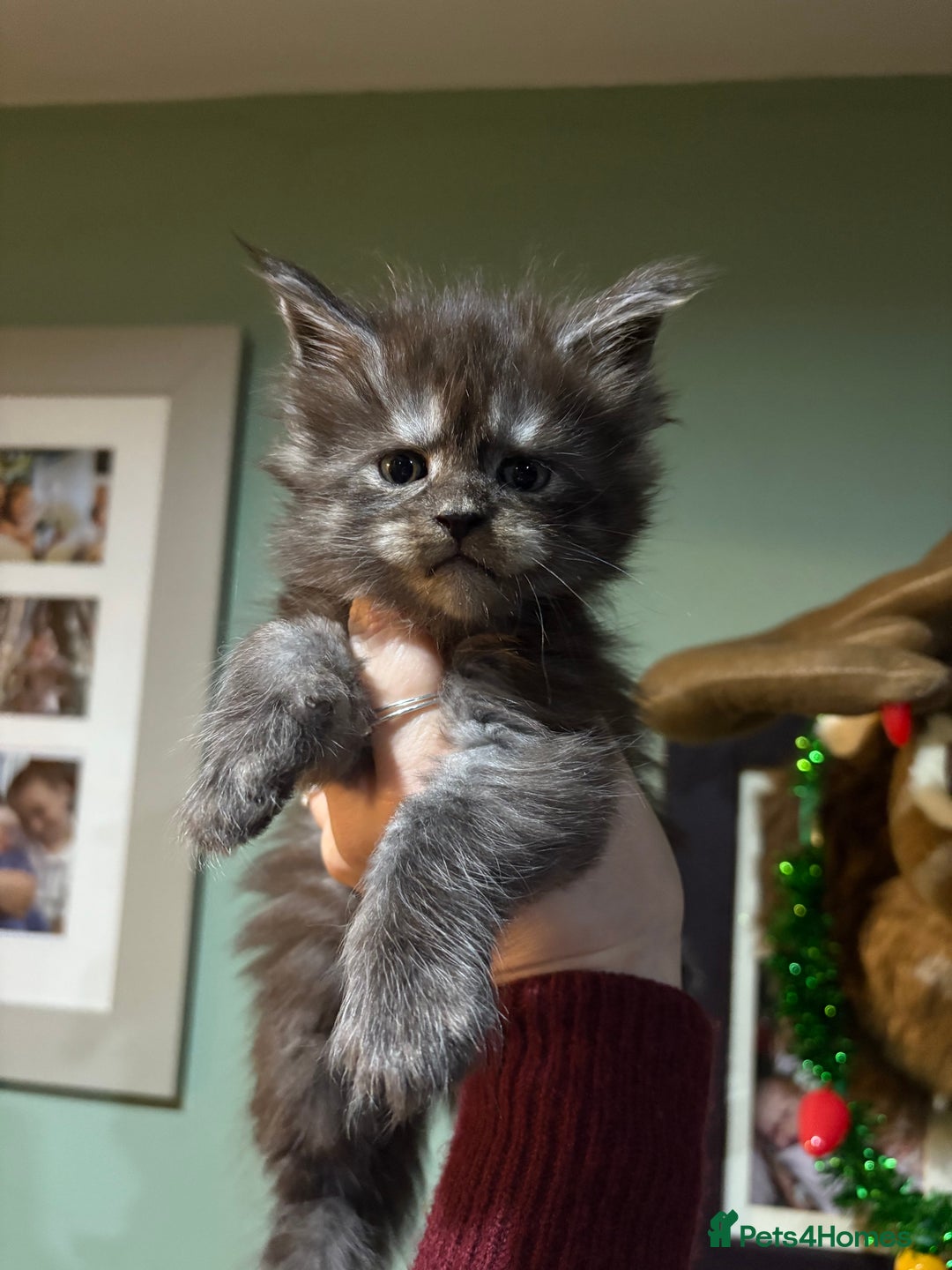 Maine Coon cats for sale: Black smoke female pedigree- Active possible  - Advert 2