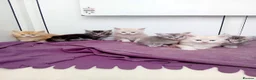 Maine Coon cats for sale: 🐾💗 TWO BEAUTIFUL MAINE COON GIRLS 🐾💗 - Advert 7
