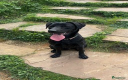 Labrador Retriever dogs for sale:  KC registered male Black Labrador  - Image 3